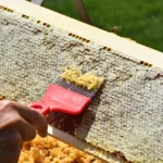 Beekeeping from a quirky Korean drama hobbies