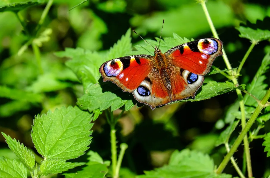 butterfly speciment